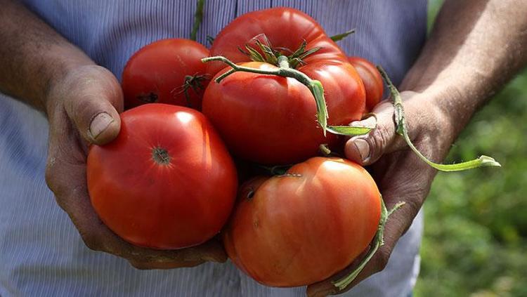 1. SIR: DOMATESLER NEDEN KIZARMAZ LYCOPENE TUZAĞINA DİKKAT