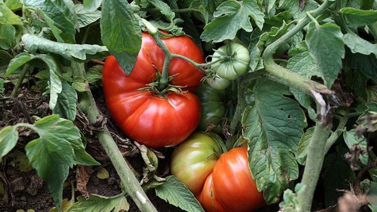 Balkonda domates yetiştirirken bunu uygulayın Verimi 3 katına çıkarıyor, nar gibi kızarıyor