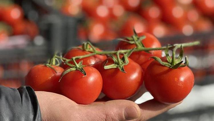 Balkonda domates yetiştirirken bunu uygulayın Verimi 3 katına çıkarıyor, nar gibi kızarıyor