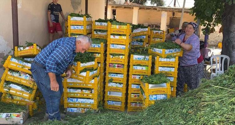 Sultaniye’de tek tek elle toplanıyor altın kadar değerli Kilosu 80 TLden alıcı buluyor