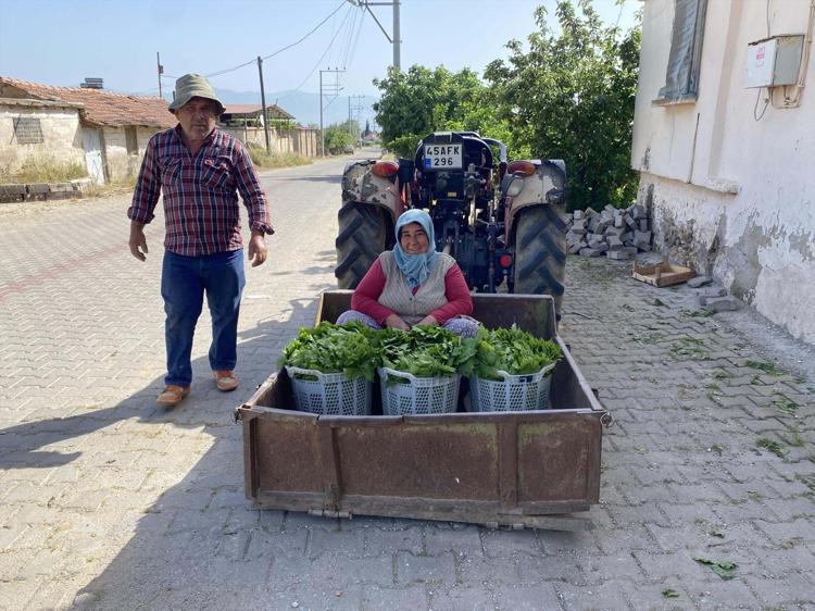 Sultaniye’de tek tek elle toplanıyor altın kadar değerli Kilosu 80 TLden alıcı buluyor