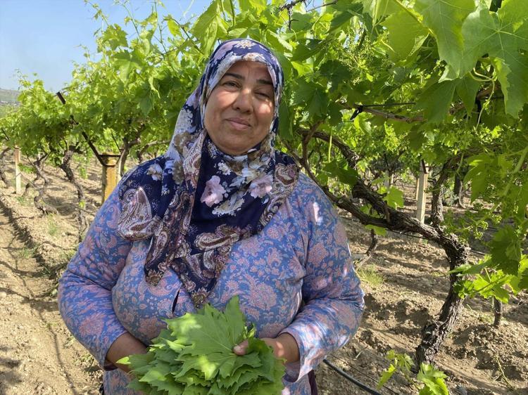 Sultaniye’de tek tek elle toplanıyor altın kadar değerli Kilosu 80 TLden alıcı buluyor