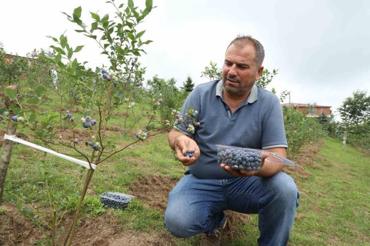 Saksıda üreten köşeyi dönüyor Avrupalılar almak için sıraya girdi, talebe yetişilemiyor