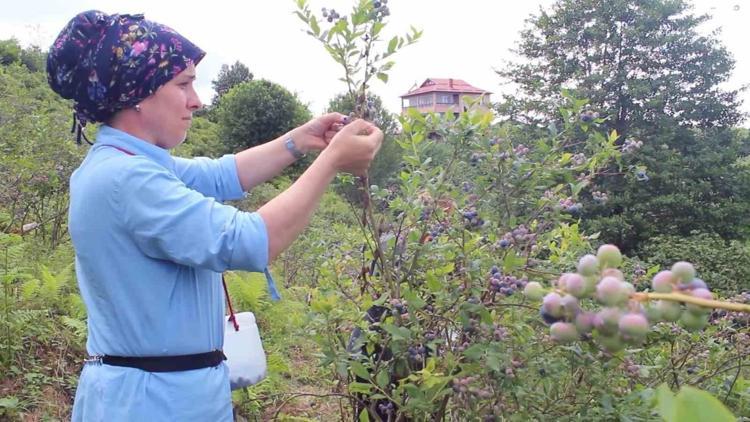 Saksıda üreten köşeyi dönüyor Avrupalılar almak için sıraya girdi, talebe yetişilemiyor