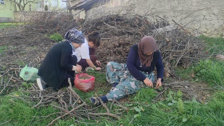 Doğada tamamen bedava Pazardan alan kilosuna 250 TL ödüyor Jiletle tek tek toplanıyor