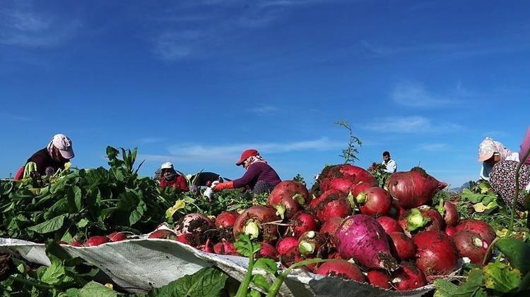 50 liraya satılan bu mucize kalbi tıkır tıkır çalıştırıyor Pazarın şampiyonu: Vücuttaki tüm toksinleri atıyor