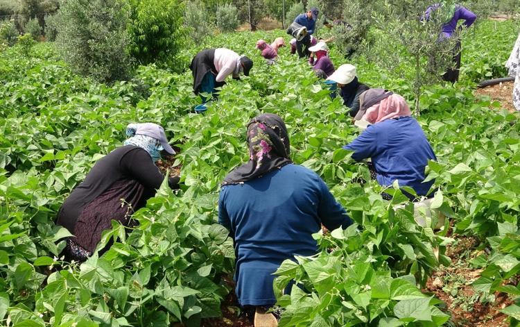 İLK HASADI YAPILIYOR