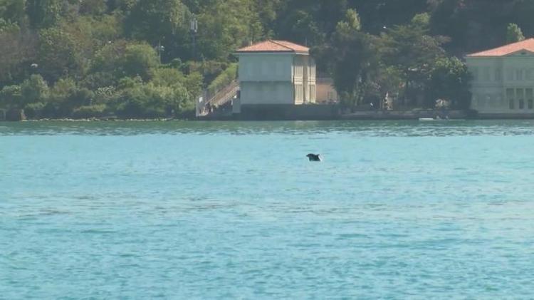 İstanbul Boğazı’nda neşeli misafir Su yüzeyine çıktı