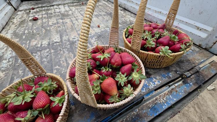 Hatayda lezzetli hasat başladı Kilosu 110 TLye kadar çıkıyor, tek tek toplanıp kiloyla satılıyor