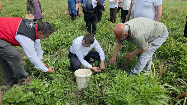 Hatayda lezzetli hasat başladı Kilosu 110 TLye kadar çıkıyor, tek tek toplanıp kiloyla satılıyor