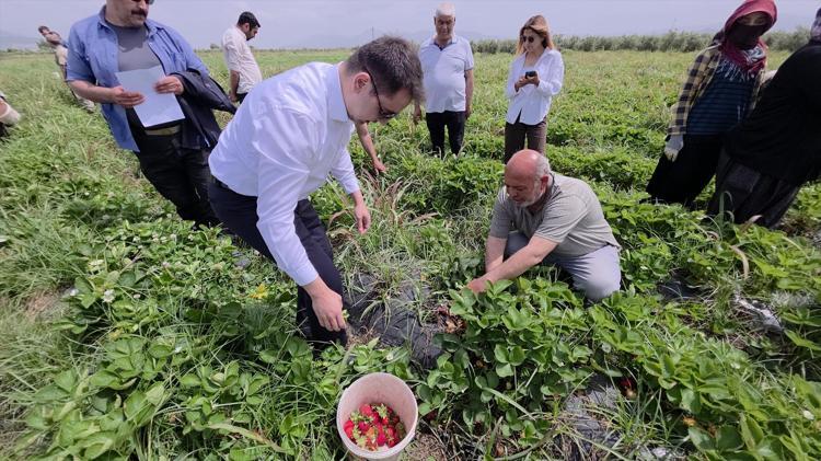Hatayda lezzetli hasat başladı Kilosu 110 TLye kadar çıkıyor, tek tek toplanıp kiloyla satılıyor