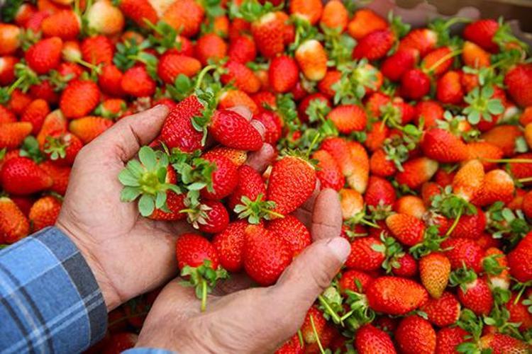 Hatayda lezzetli hasat başladı Kilosu 110 TLye kadar çıkıyor, tek tek toplanıp kiloyla satılıyor