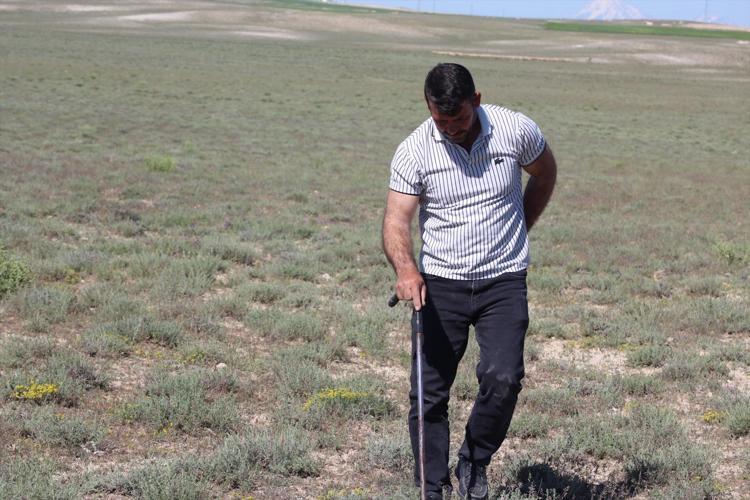 Dolaman kurdu olarak biliniyor, günde 60 bin liralık mantar topluyor Kilosunu bin 500 TLden satıyor