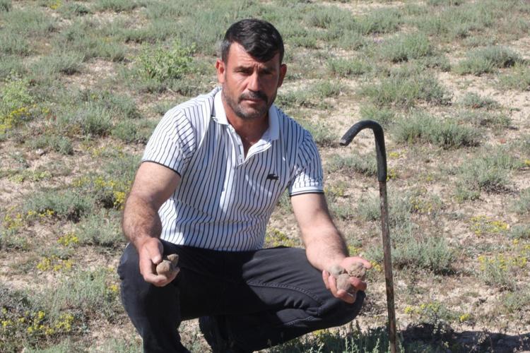 Dolaman kurdu olarak biliniyor, günde 60 bin liralık mantar topluyor Kilosunu bin 500 TLden satıyor