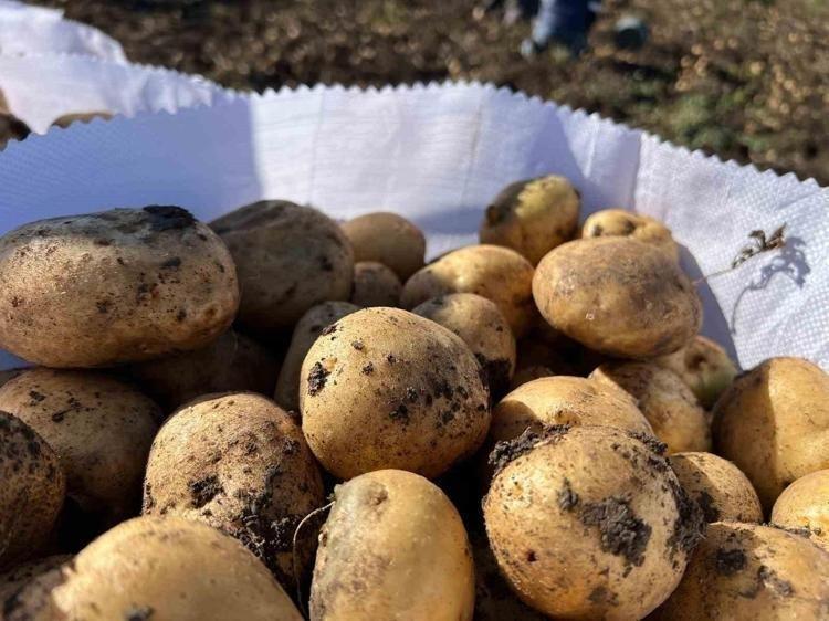 Çiğ çiğ yiyen yandı Mide felcine neden olup gaz, şişkinlik ve zehirlenmeye neden oluyor