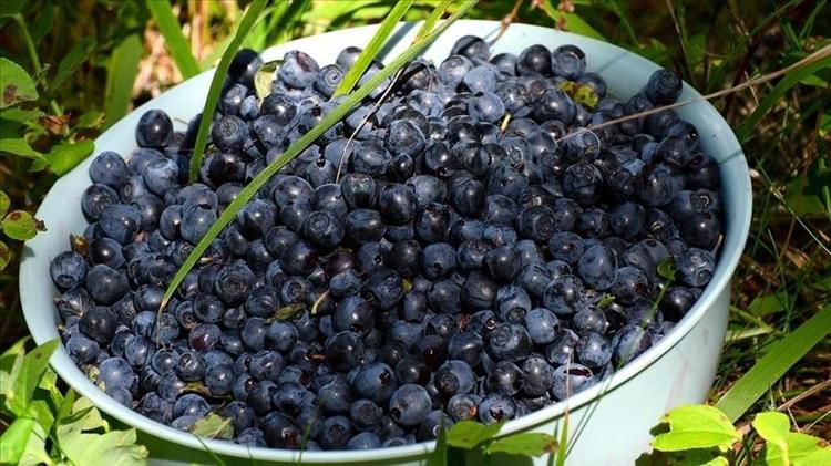 Meğer tarlası olan paraya para pemiyormuş Tam 20 yıl gelir sağlayan süper meyve Çiftçinin yeni gözdesi oldu