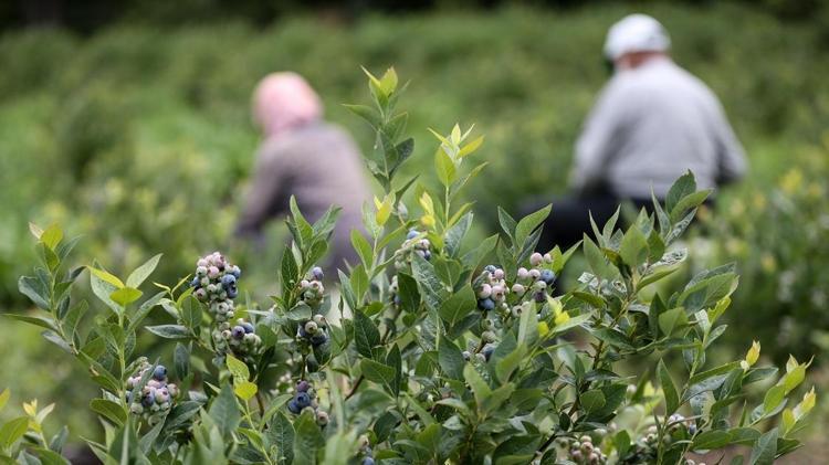 Meğer tarlası olan paraya para pemiyormuş Tam 20 yıl gelir sağlayan süper meyve Çiftçinin yeni gözdesi oldu