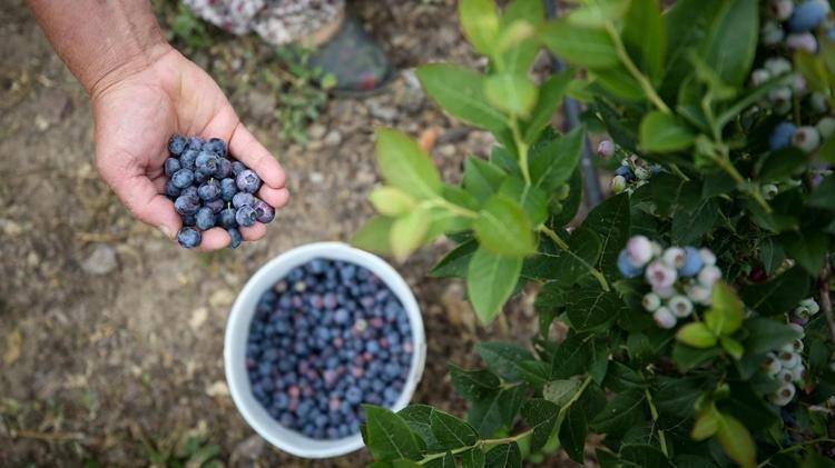 Meğer tarlası olan paraya para pemiyormuş Tam 20 yıl gelir sağlayan süper meyve Çiftçinin yeni gözdesi oldu