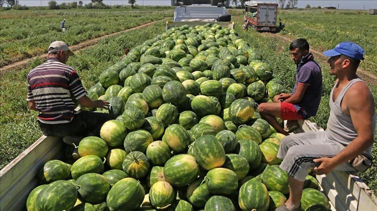 NEHRİN BEREKETİYLE BÜYÜYOR: DİYARBAKIR KARPUZU