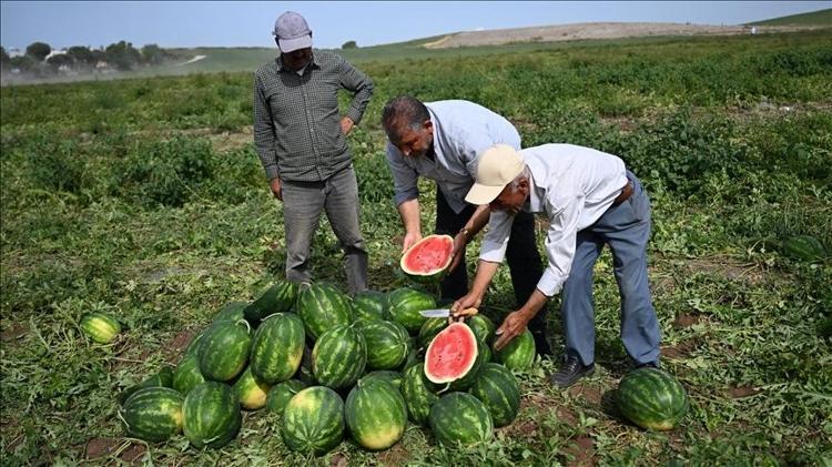 Adana karpuzu mu iyi yoksa Diyarbakır karpuzu mu Türkiyeyi ikiye bölen ezeli rekabet