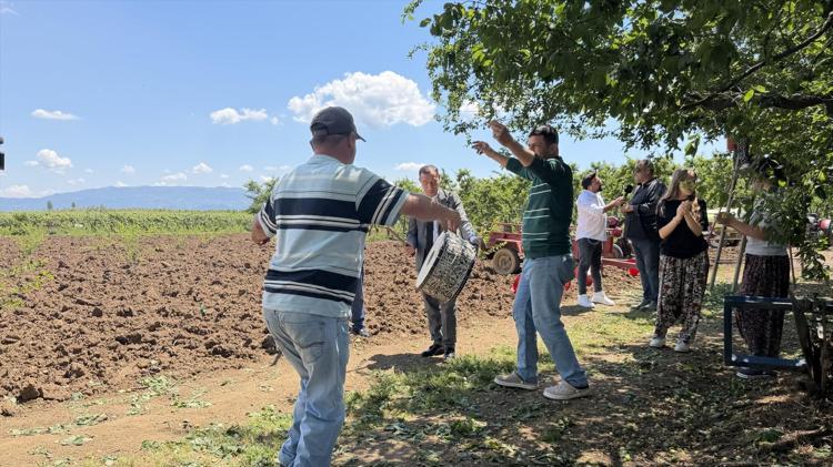Fiyatı artınca tarladan davul zurna sesleri yükseldi Kilosu 120 TL: Üreticinin yüzü gülüyor