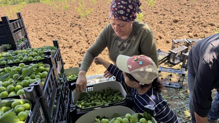 Fiyatı artınca tarladan davul zurna sesleri yükseldi Kilosu 120 TL: Üreticinin yüzü gülüyor