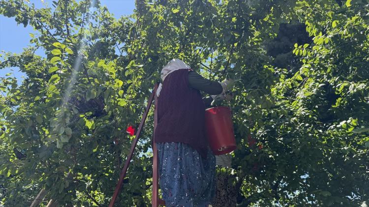 Fiyatı artınca tarladan davul zurna sesleri yükseldi Kilosu 120 TL: Üreticinin yüzü gülüyor