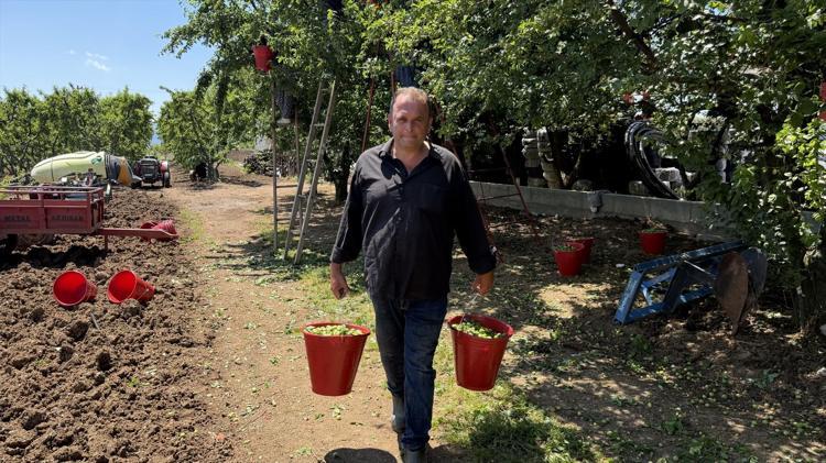 Fiyatı artınca tarladan davul zurna sesleri yükseldi Kilosu 120 TL: Üreticinin yüzü gülüyor