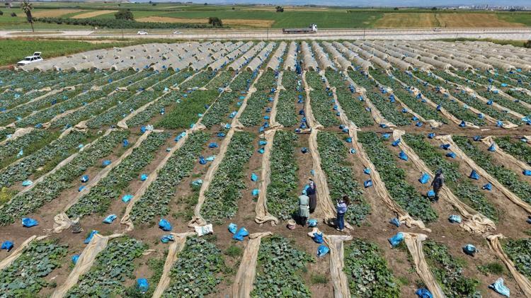 Ata tohumundan yetiştirilen sebzede hasat başladı Kilosu 10 TLden satılıyor: Eskiden çeyrek altın verilirdi