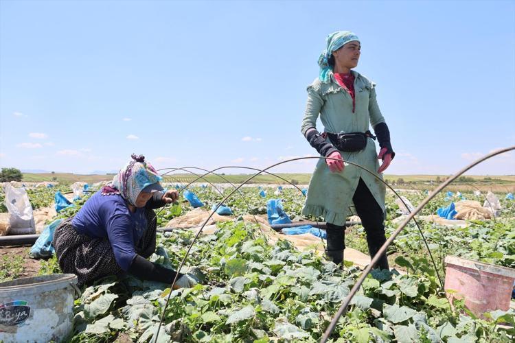 Ata tohumundan yetiştirilen sebzede hasat başladı Kilosu 10 TLden satılıyor: Eskiden çeyrek altın verilirdi