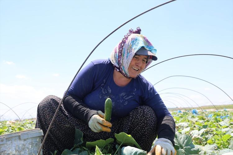 Ata tohumundan yetiştirilen sebzede hasat başladı Kilosu 10 TLden satılıyor: Eskiden çeyrek altın verilirdi