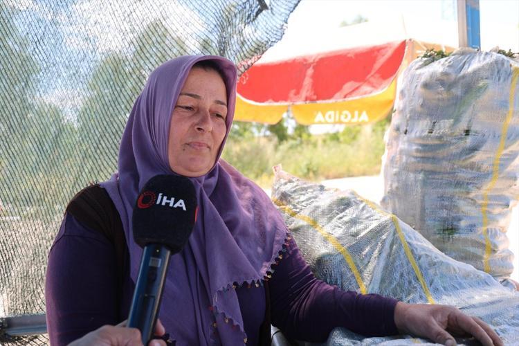 Ata tohumundan yetiştirilen sebzede hasat başladı Kilosu 10 TLden satılıyor: Eskiden çeyrek altın verilirdi