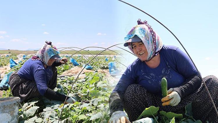 Ata tohumundan yetiştirilen sebzede hasat başladı Kilosu 10 TLden satılıyor: Eskiden çeyrek altın verilirdi