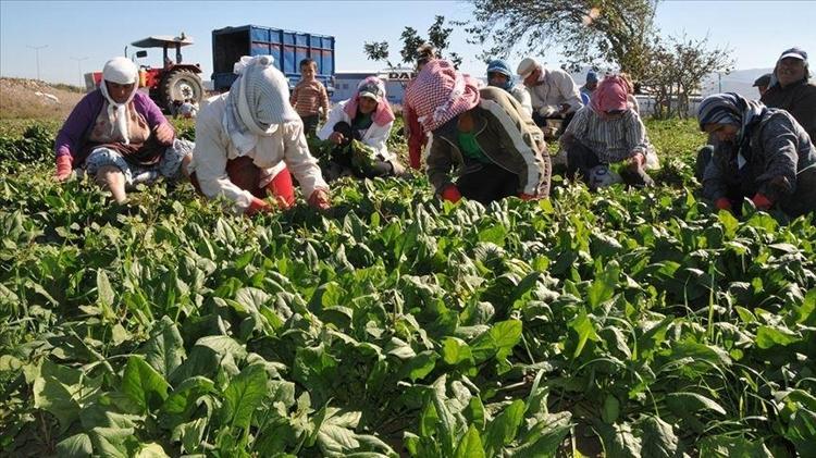 TARLADAKİ ÜRETİMDEN SOFRAYA KADAR OLAN RİSKLİ SERÜVEN