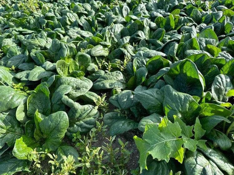 Sakın o sebzeyi çiğ çiğ yemeyin Tarladan mutfağa gelen gizli tehlike deşifre oldu: Herkes faydalı sanıyordu...