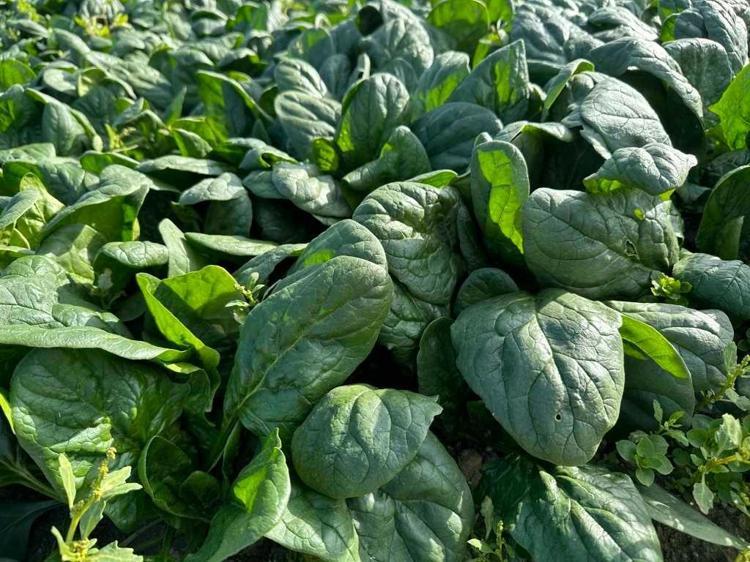 MARKETLERDEKİ PAKETLİ ÜRÜNLERİN PRATİKLİĞİ NE KADAR GÜVENLİ