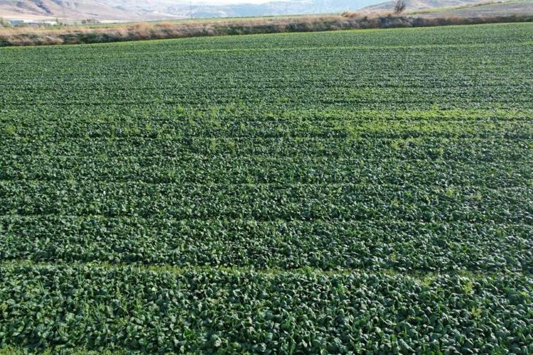 Sakın o sebzeyi çiğ çiğ yemeyin Tarladan mutfağa gelen gizli tehlike deşifre oldu: Herkes faydalı sanıyordu...