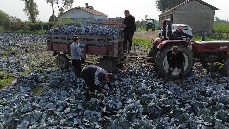 Biz değerini bilmiyoruz, Ruslar kapış kapış kamyonlarla götürüyor Meğer o süper besin tam bir gençlik ve şifa iksiriymiş...