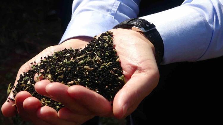 70 derdin devasıymış Kan şekerini ve kolesterolü dengeliyor