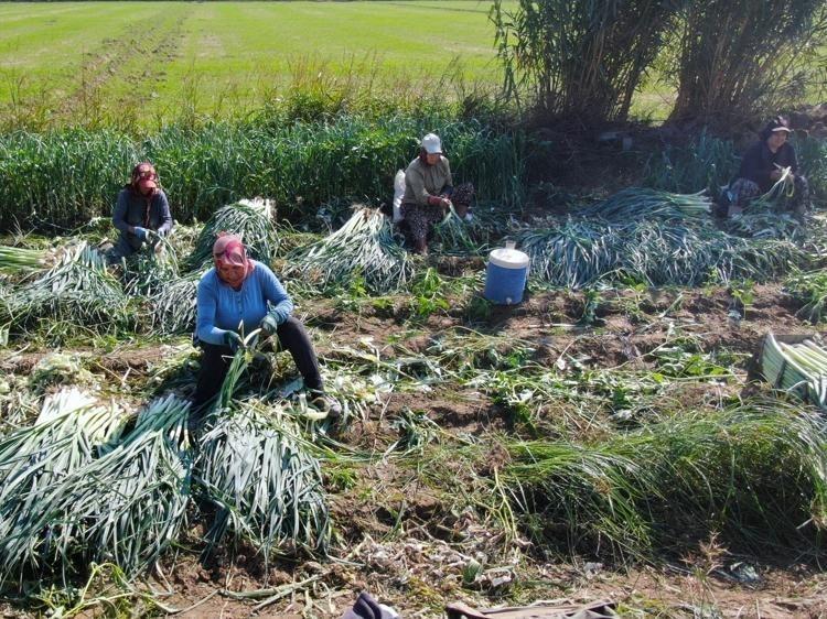 Kilosu 10 liraya kadar düştü: Karadeniz’den yola çıkıp Rusya ve Gürcistana kadar gidiyor Fiyatı duyan kuyruğa giriyor