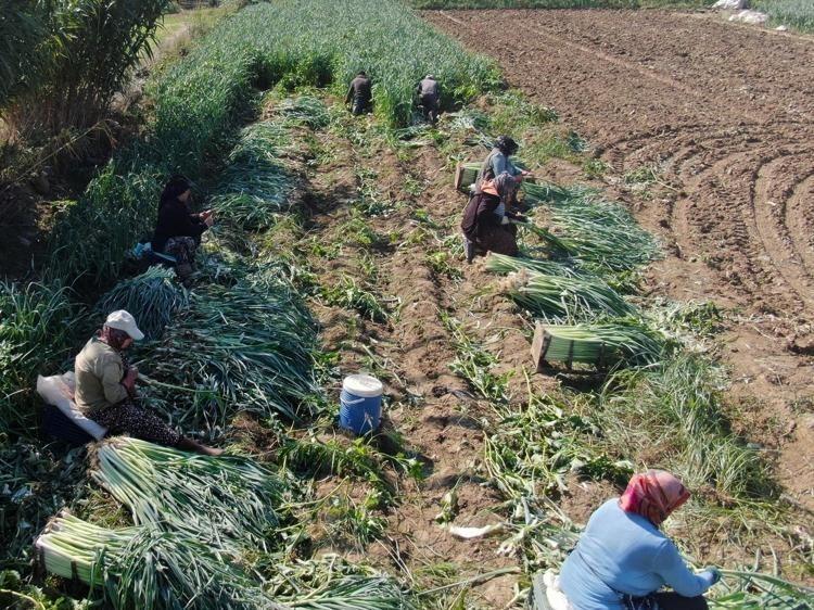 Kilosu 10 liraya kadar düştü: Karadeniz’den yola çıkıp Rusya ve Gürcistana kadar gidiyor Fiyatı duyan kuyruğa giriyor