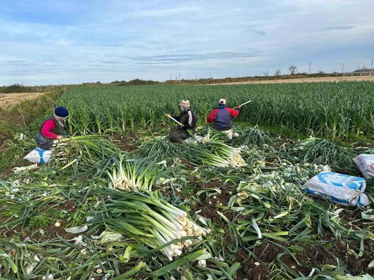Kilosu 10 liraya kadar düştü: Karadeniz’den yola çıkıp Rusya ve Gürcistana kadar gidiyor Fiyatı duyan kuyruğa giriyor
