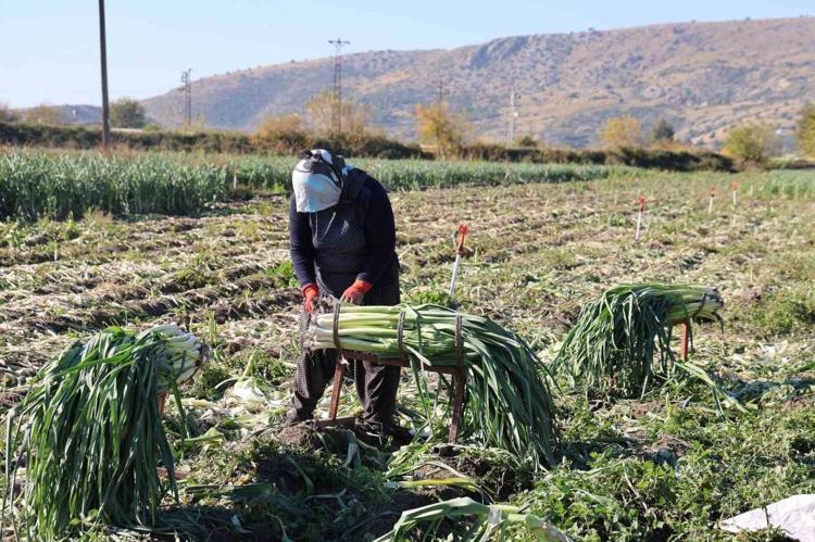 Kilosu 10 liraya kadar düştü: Karadeniz’den yola çıkıp Rusya ve Gürcistana kadar gidiyor Fiyatı duyan kuyruğa giriyor