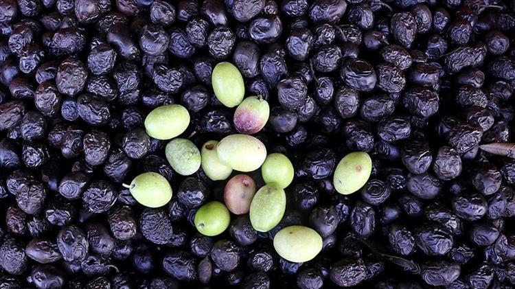 Siyah zeytin mi, yeşil zeytin mi Hangisinin daha sağlıklı olduğu ortaya çıktı