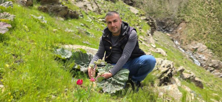 Tarlası yok, bakımı yok, dağlardan bedavaya toplanıyor Görenler muz zannediyor ama kilosu tam 750 TL...