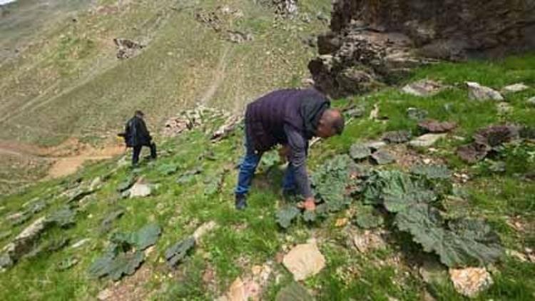 Tarlası yok, bakımı yok, dağlardan bedavaya toplanıyor Görenler muz zannediyor ama kilosu tam 750 TL...