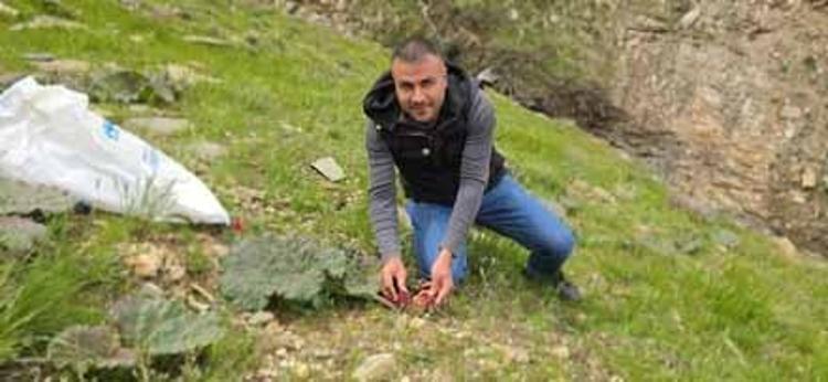 Tarlası yok, bakımı yok, dağlardan bedavaya toplanıyor Görenler muz zannediyor ama kilosu tam 750 TL...