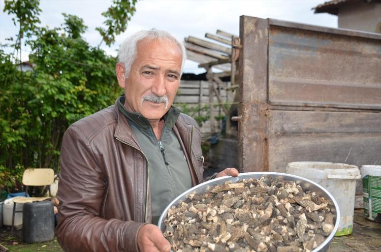 Fiyatı gram altınla yarışıyor Yangından sonra adeta topraktan fışkırdı