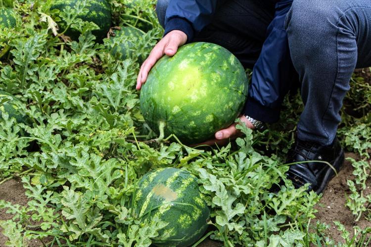 Çukurovada bereketli hasat başladı Kilosu 25 TL: Kamyonlarla Türkiyenin dört bir yanına gönderiliyor
