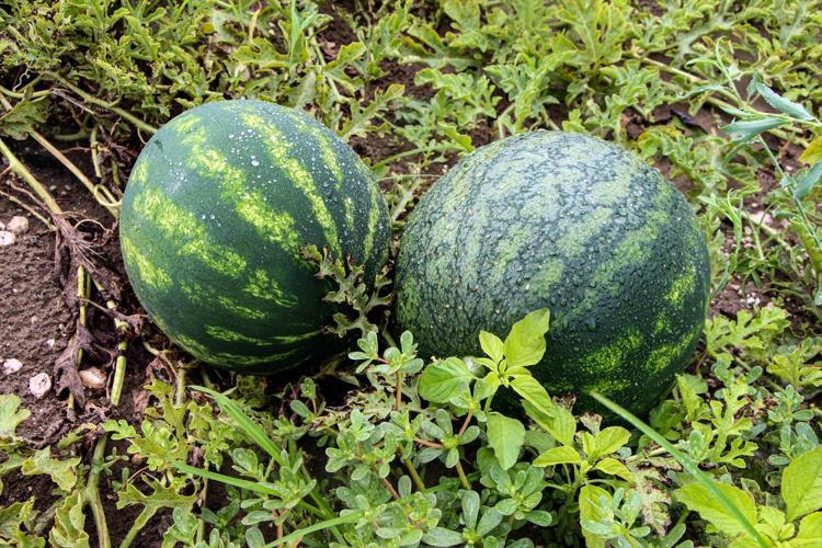 ÜRÜNLER BELİRLİ OLGUNLUĞA ERİŞİNCE HASAT EDİN